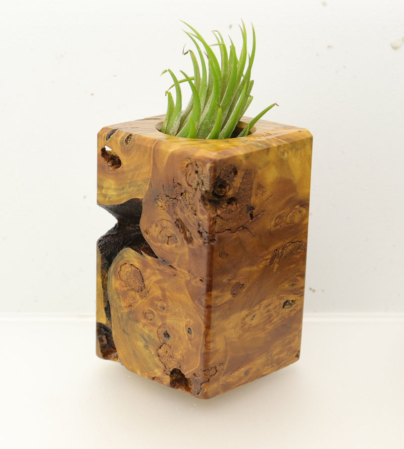 Wood Burl  Air Plant Holder - Nicholas (Wood Burl, 696019)