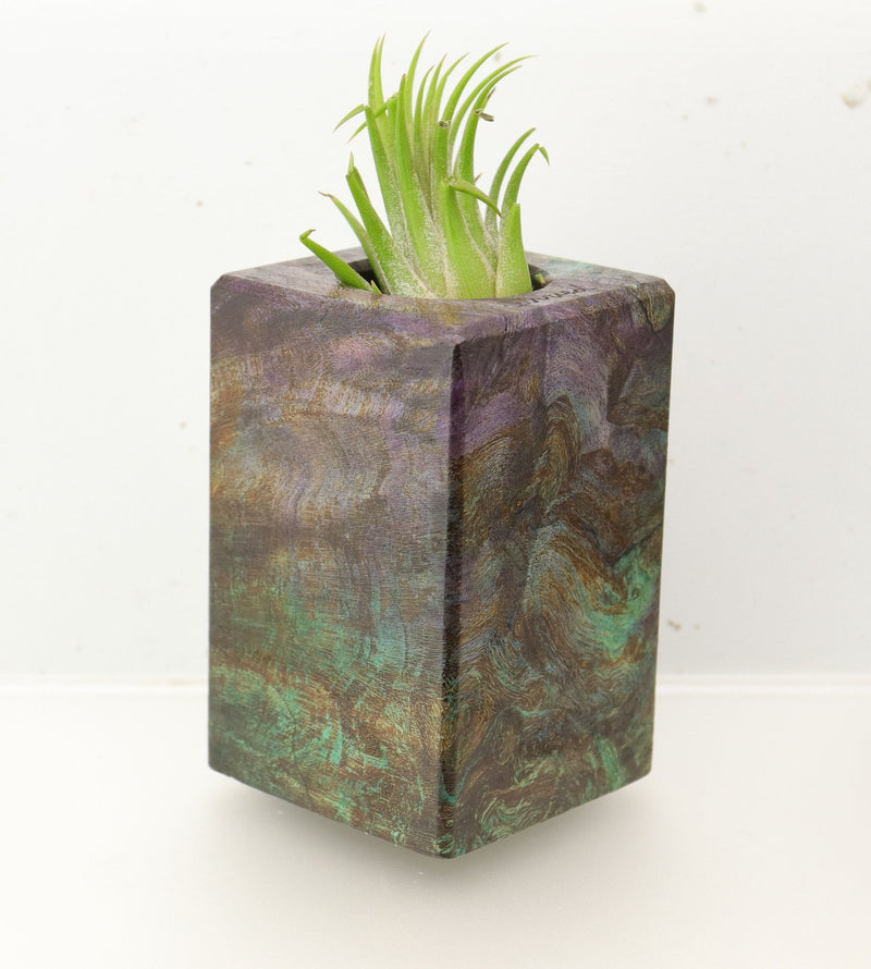 Wood Burl  Air Plant Holder - Chance (Wood Burl, 696020)