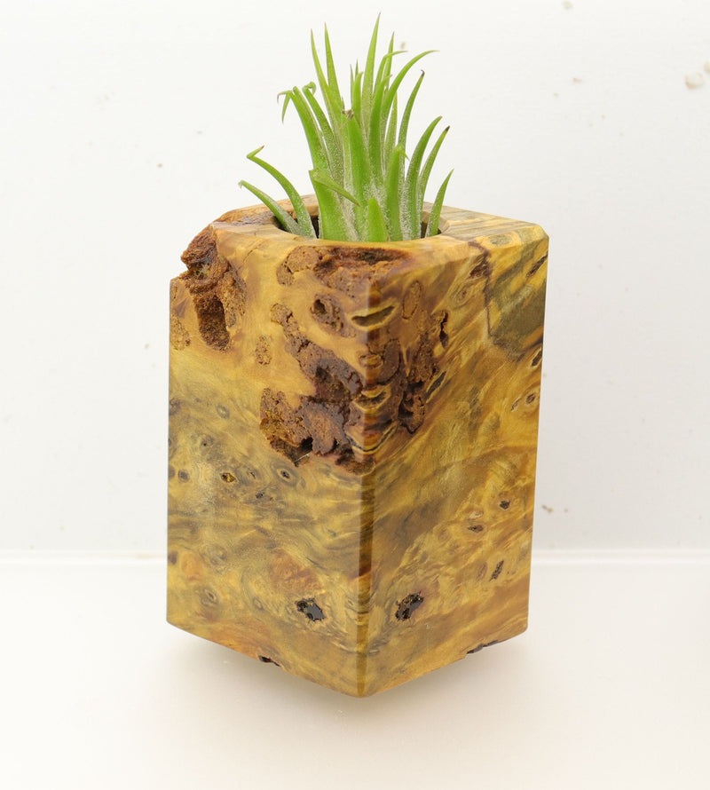 Wood Burl  Air Plant Holder - Faith (Wood Burl, 696022)