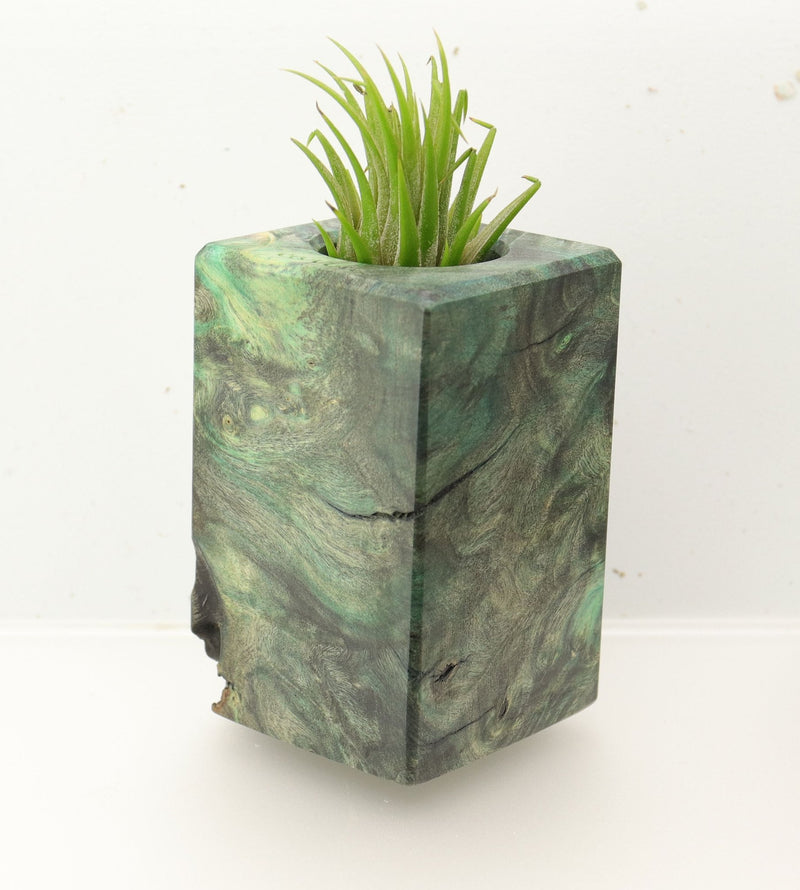Wood Burl  Air Plant Holder - Franklin (Wood Burl, 696023)