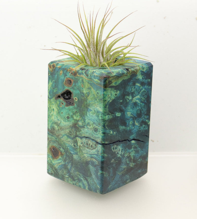 Wood Burl  Air Plant Holder - Christine (Wood Burl, 696862)