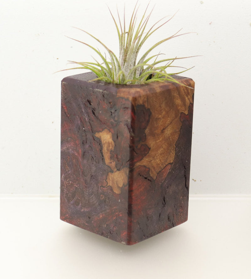 Wood Burl  Air Plant Holder - Aimee (Wood Burl, 696865)