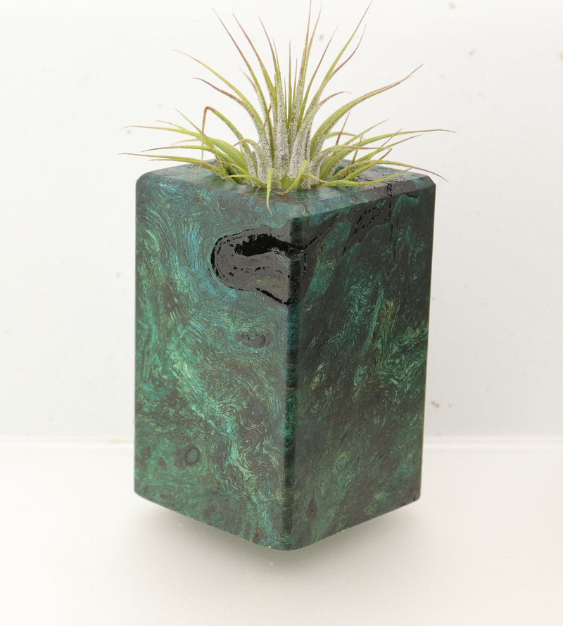 Wood Burl  Air Plant Holder - Adele (Wood Burl, 696866)