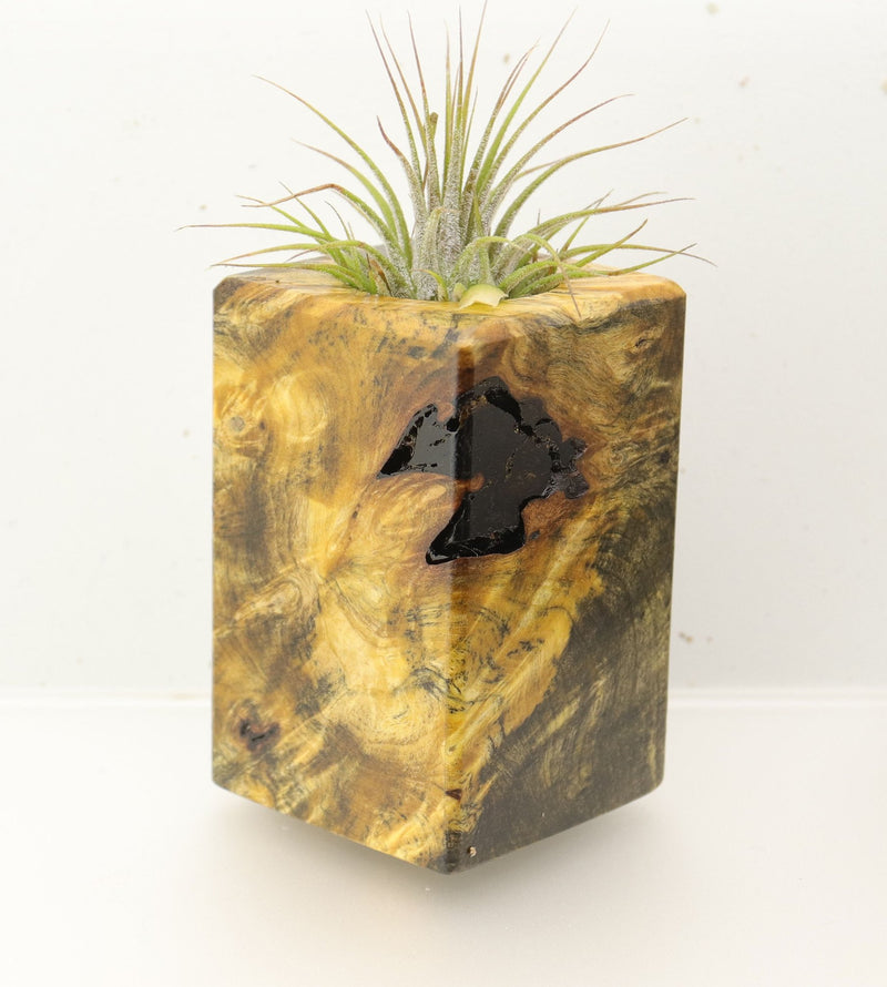 Wood Burl  Air Plant Holder - Jason (Wood Burl, 696868)