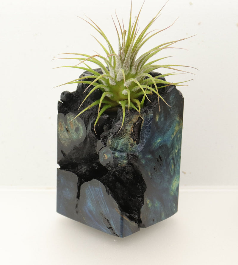 Wood Burl  Air Plant Holder - Beverly (Wood Burl, 696869)