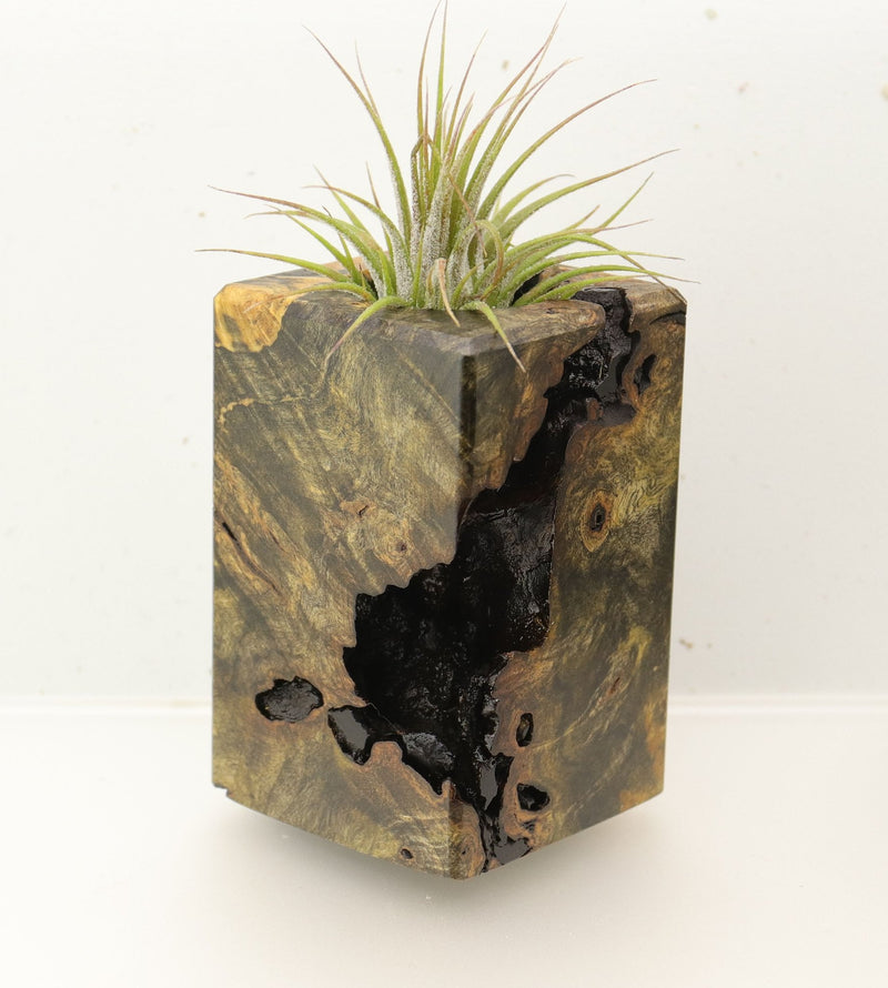 Wood Burl  Air Plant Holder - Candice (Wood Burl, 696870)