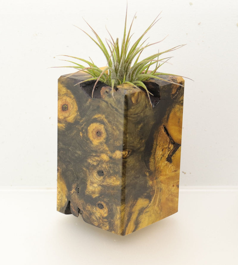 Wood Burl  Air Plant Holder - Elmer (Wood Burl, 696871)