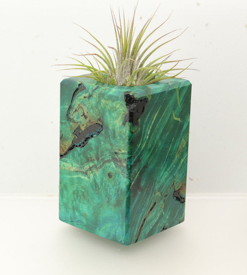 Wood Burl  Air Plant Holder - Nadia (Wood Burl, 696872)