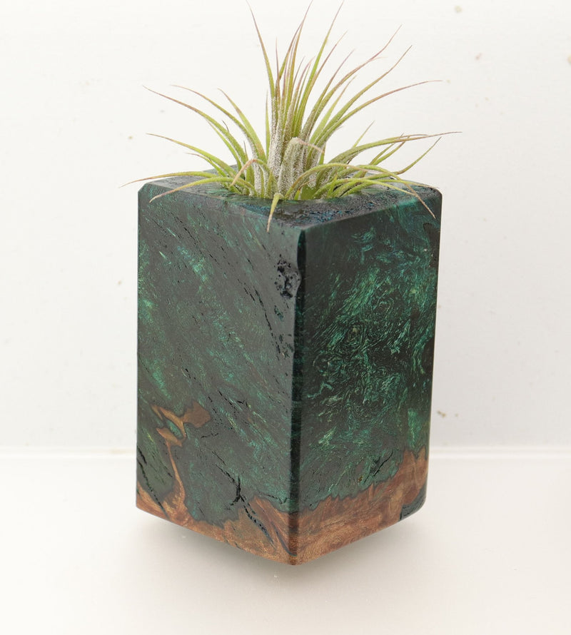 Wood Burl  Air Plant Holder - Damian (Wood Burl, 696873)