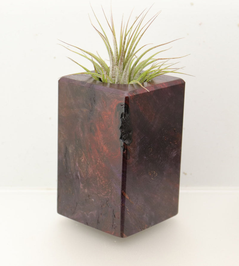 Wood Burl  Air Plant Holder - Kurt (Wood Burl, 696874)