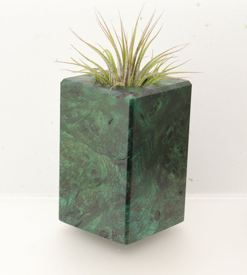 Wood Burl  Air Plant Holder - Drew (Wood Burl, 696875)