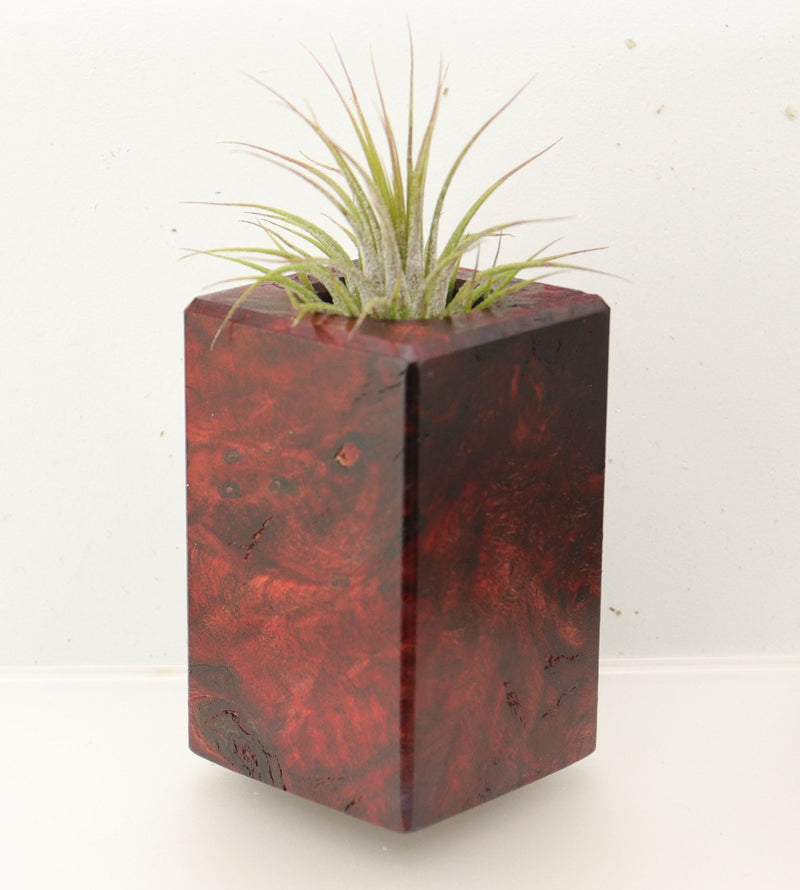 Wood Burl  Air Plant Holder - Elise (Wood Burl, 696876)