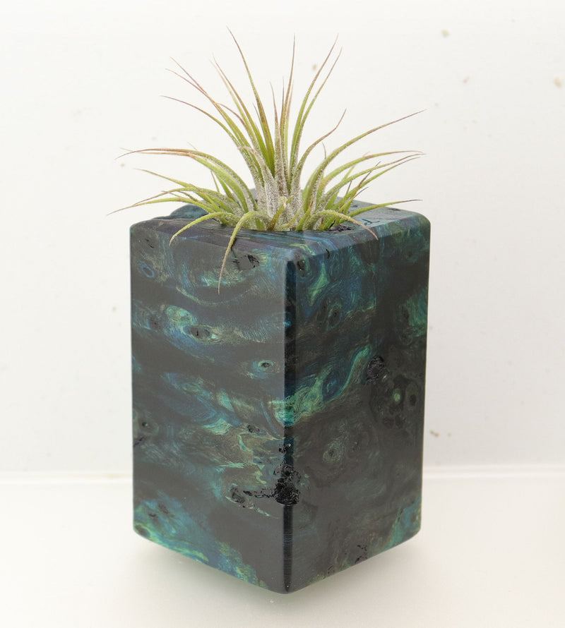 Wood Burl  Air Plant Holder - Ayanna (Wood Burl, 696877)