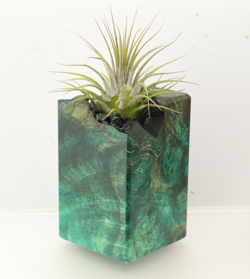 Wood Burl  Air Plant Holder - Eliza (Wood Burl, 696878)