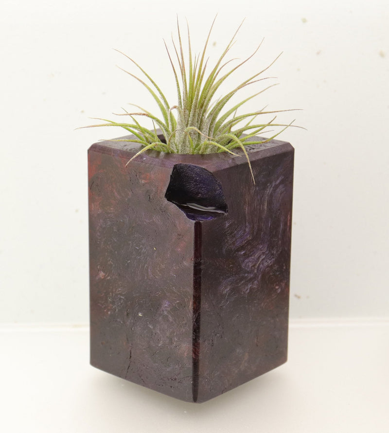 Wood Burl  Air Plant Holder - Fern (Wood Burl, 696880)