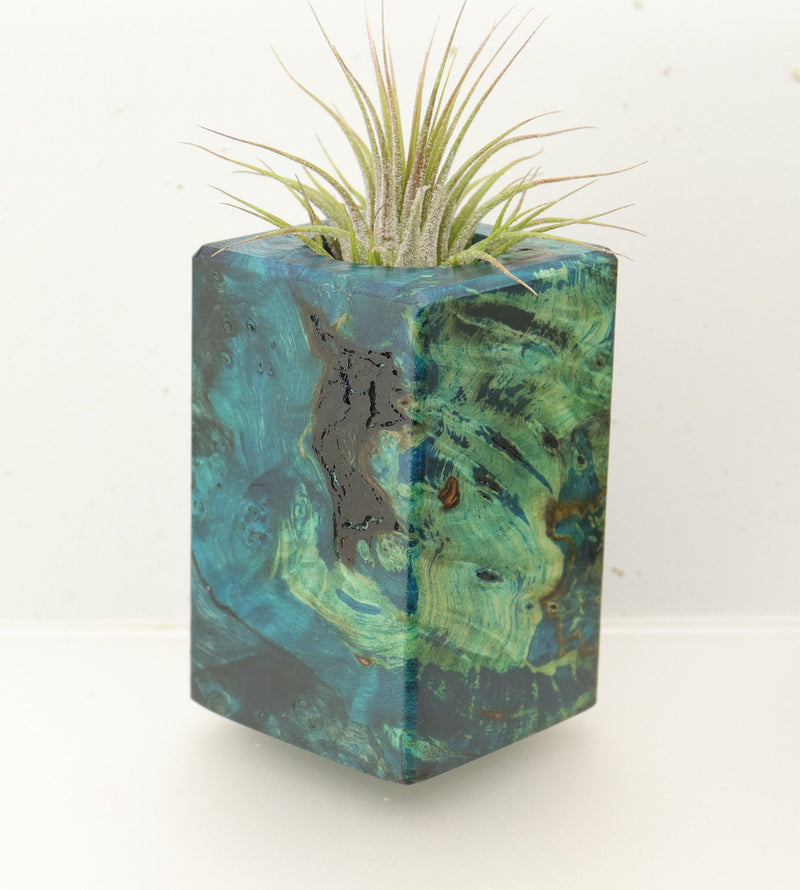 Wood Burl  Air Plant Holder - Chris (Wood Burl, 696881)