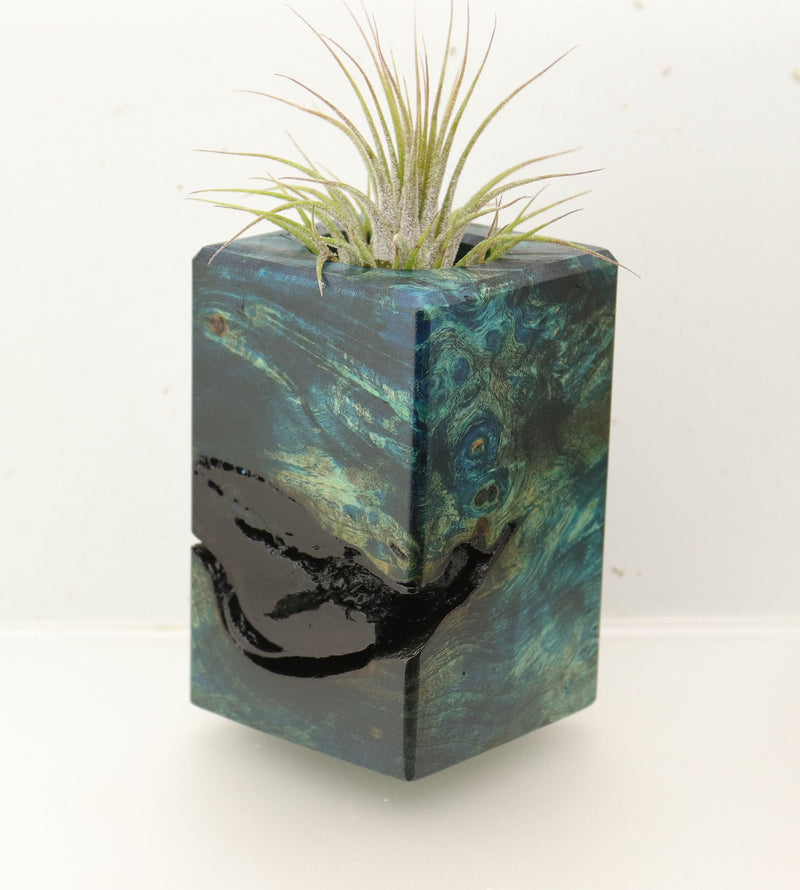 Wood Burl  Air Plant Holder - Asia (Wood Burl, 696883)