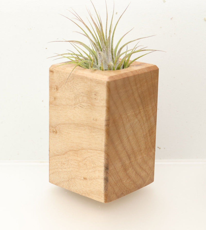 Wood Burl  Air Plant Holder - Muriel (Wood Burl, 696884)