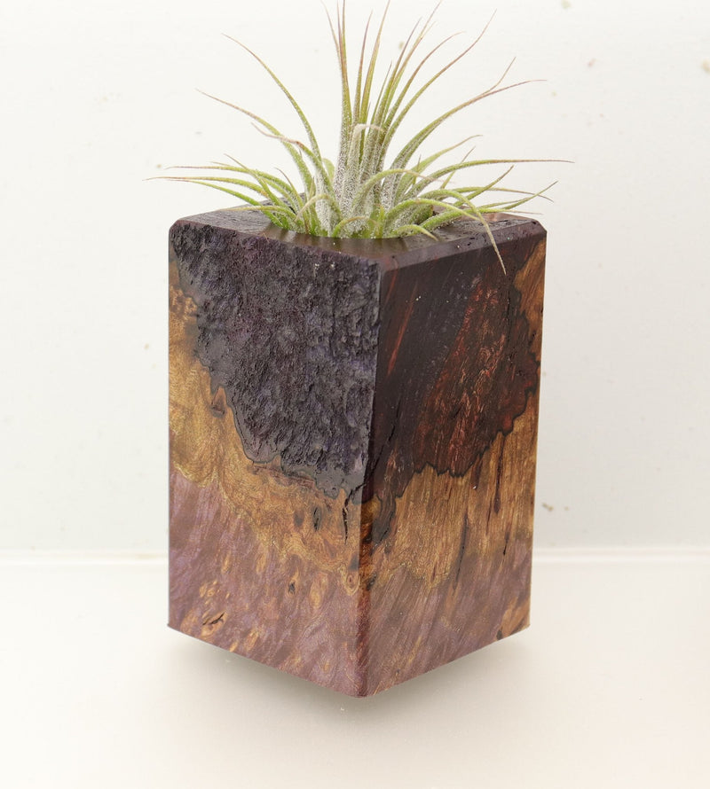 Wood Burl  Air Plant Holder - Dustin (Wood Burl, 696885)