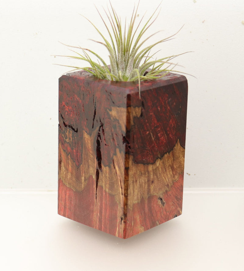 Wood Burl  Air Plant Holder - Merle (Wood Burl, 696886)