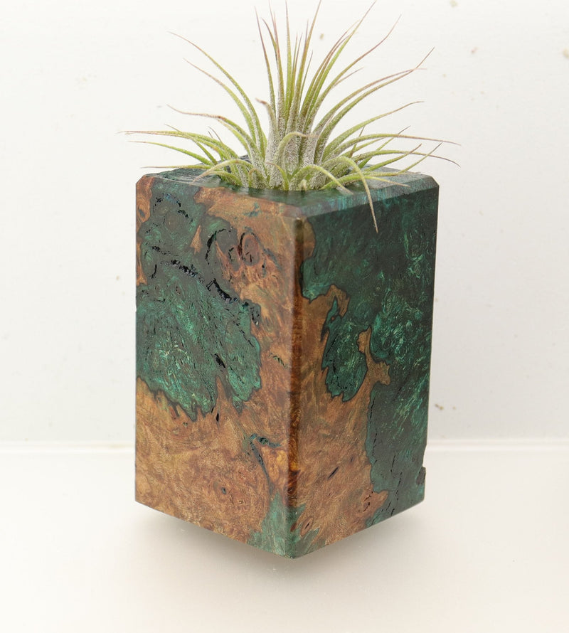Wood Burl  Air Plant Holder - Luke (Wood Burl, 696888)