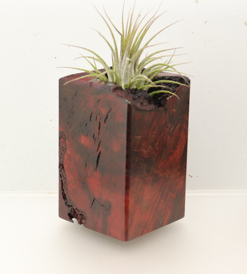 Wood Burl  Air Plant Holder - Kendra (Wood Burl, 696889)