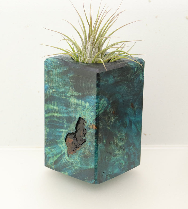 Wood Burl  Air Plant Holder - Clifford (Wood Burl, 696890)