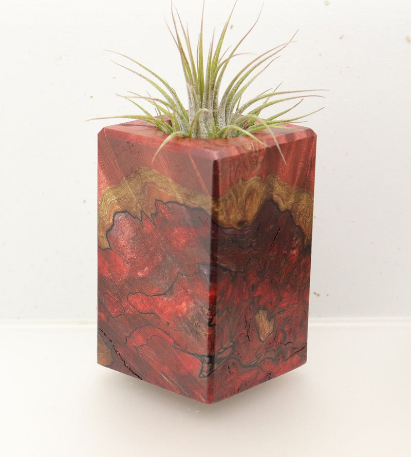 Wood Burl  Air Plant Holder - Lacy (Wood Burl, 696891)