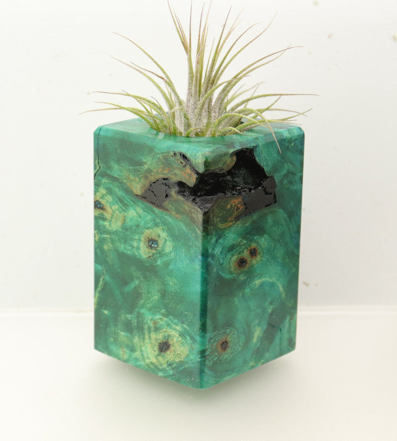 Wood Burl  Air Plant Holder - Linda (Wood Burl, 696892)