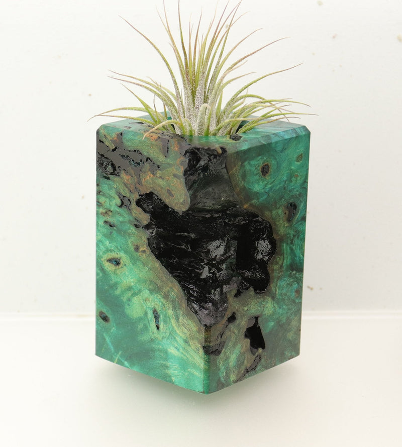 Wood Burl  Air Plant Holder - Patty (Wood Burl, 696893)