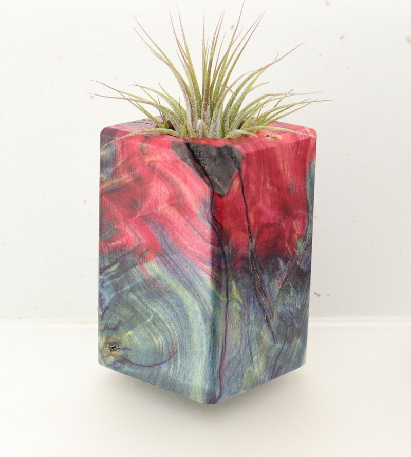 Wood Burl  Air Plant Holder - Hector (Wood Burl, 696894)
