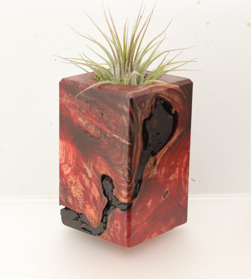 Wood Burl  Air Plant Holder - Leigh (Wood Burl, 696895)
