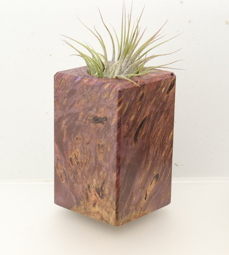 Wood Burl  Air Plant Holder - John (Wood Burl, 696896)