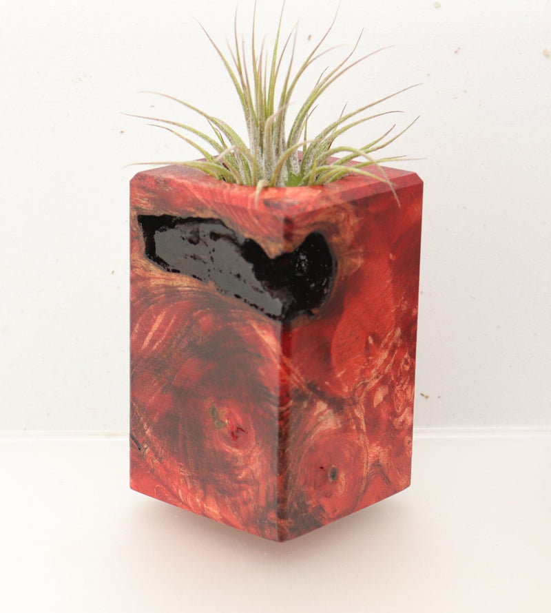 Wood Burl  Air Plant Holder - Sheryl (Wood Burl, 696897)