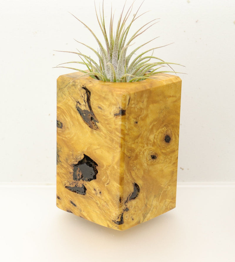 Wood Burl  Air Plant Holder - Rowan (Wood Burl, 696898)