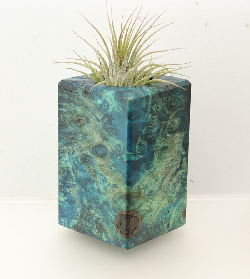 Wood Burl  Air Plant Holder - Connor (Wood Burl, 696900)