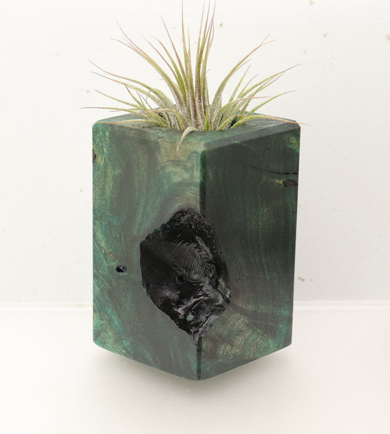Wood Burl  Air Plant Holder - Riley (Wood Burl, 696902)