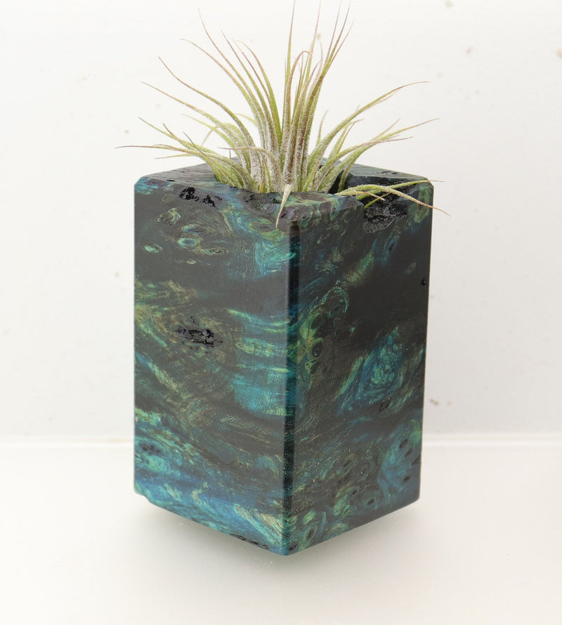 Wood Burl  Air Plant Holder - Devin (Wood Burl, 696903)