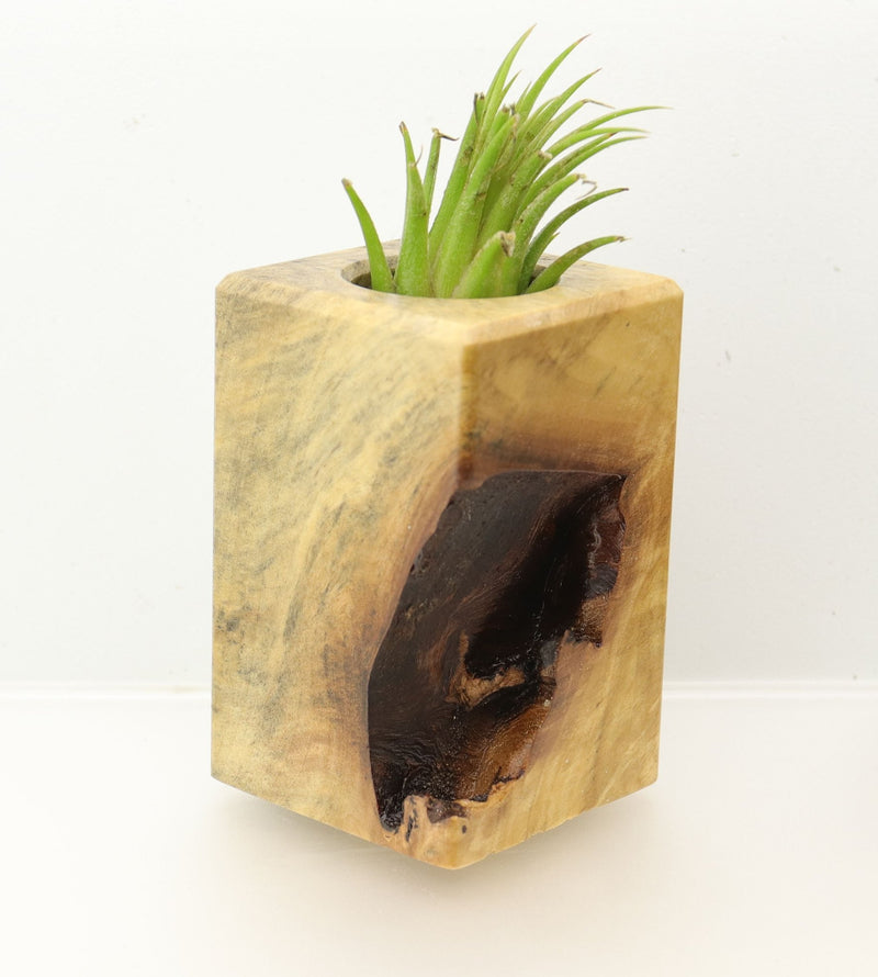 Wood Burl  Air Plant Holder - Terrence (Wood Burl, 697992)