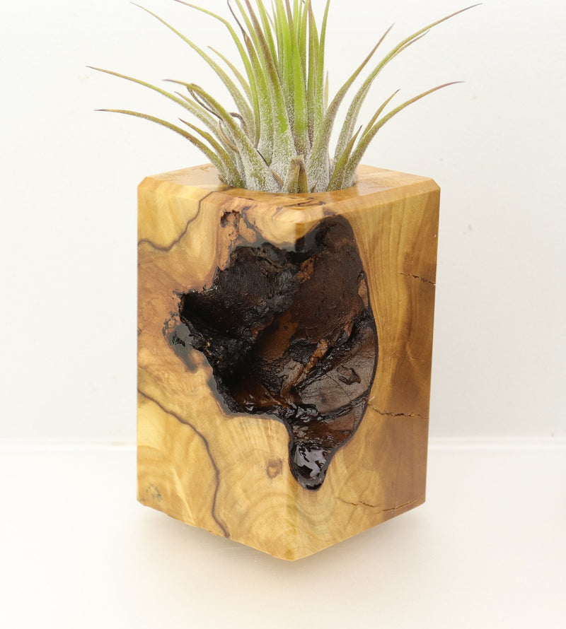 Wood Burl  Air Plant Holder - Arturo (Wood Burl, 698014)