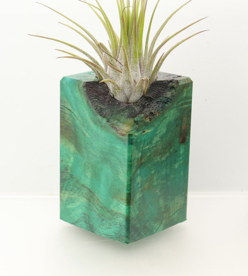 Wood Burl  Air Plant Holder - Molly (Wood Burl, 698015)