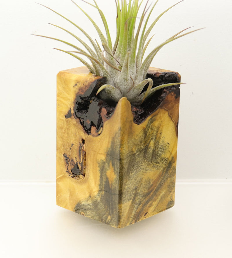 Wood Burl  Air Plant Holder - Virginia (Wood Burl, 698016)