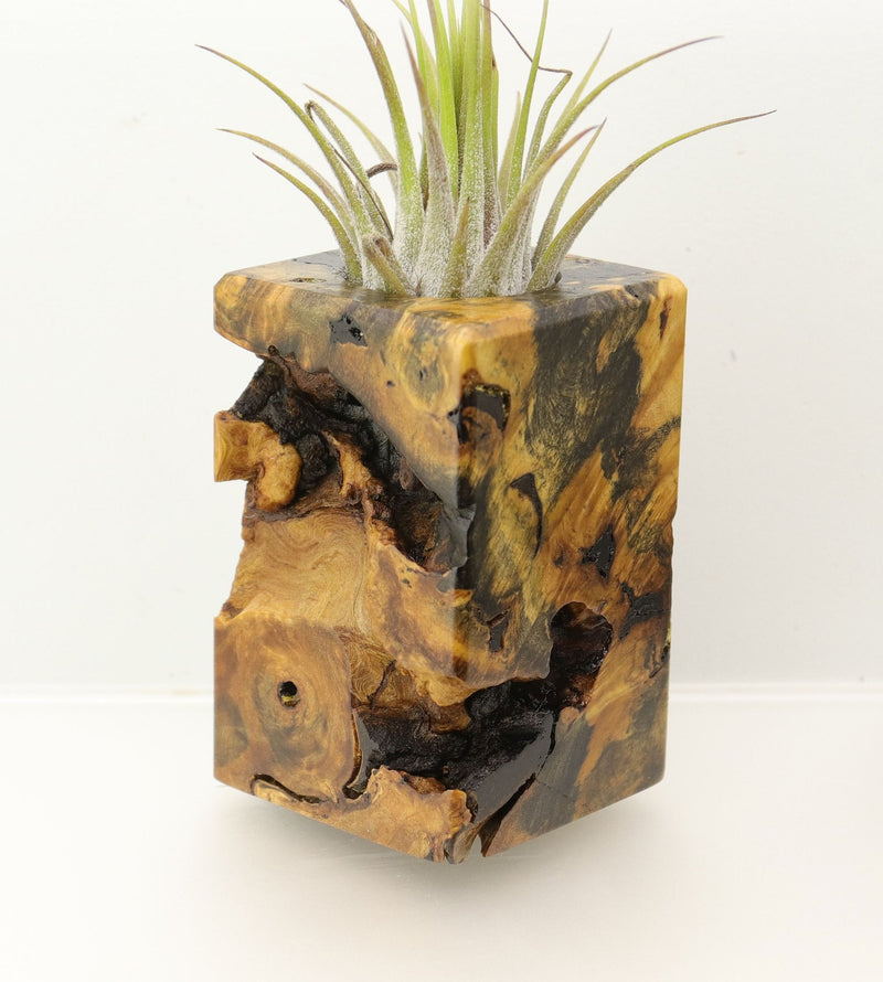 Wood Burl  Air Plant Holder - Dwayne (Wood Burl, 698017)