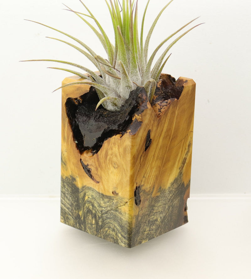 Wood Burl  Air Plant Holder - Karl (Wood Burl, 698018)