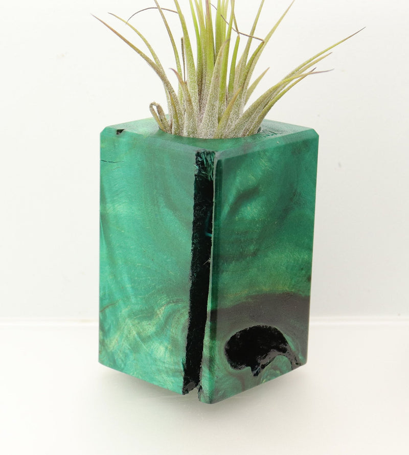 Wood Burl  Air Plant Holder - Kristopher (Wood Burl, 698019)