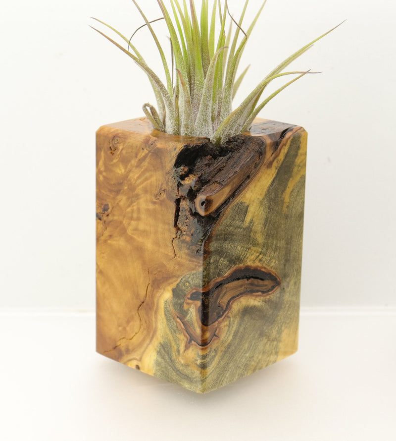 Wood Burl  Air Plant Holder - Ibrahim (Wood Burl, 698020)