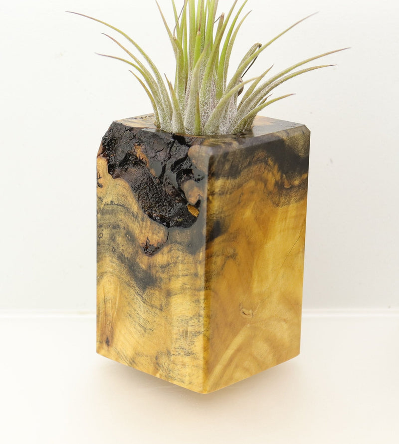 Wood Burl  Air Plant Holder - Francisco (Wood Burl, 698021)