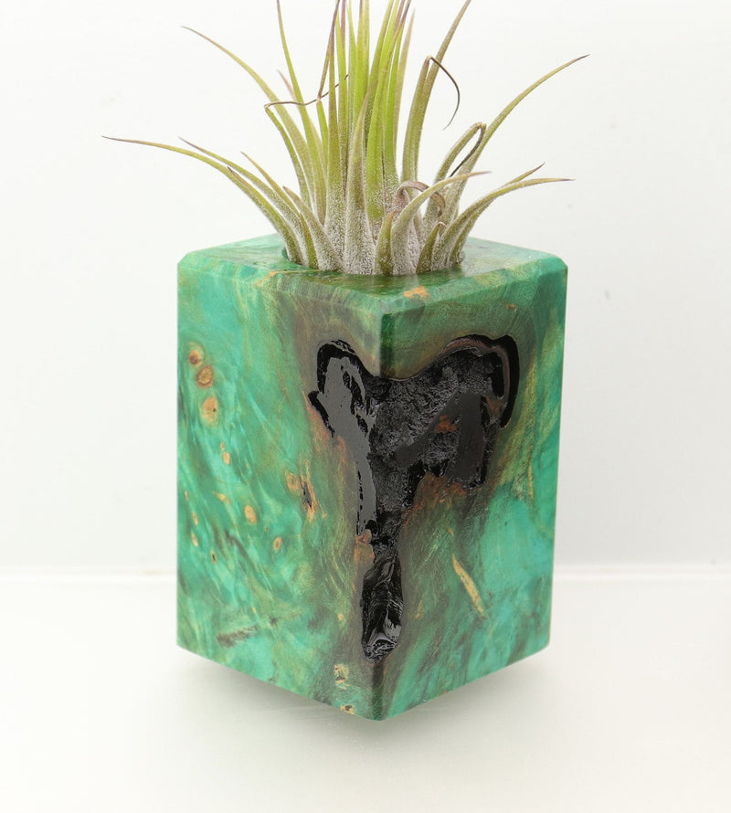 Wood Burl  Air Plant Holder - Alyssa (Wood Burl, 698022)