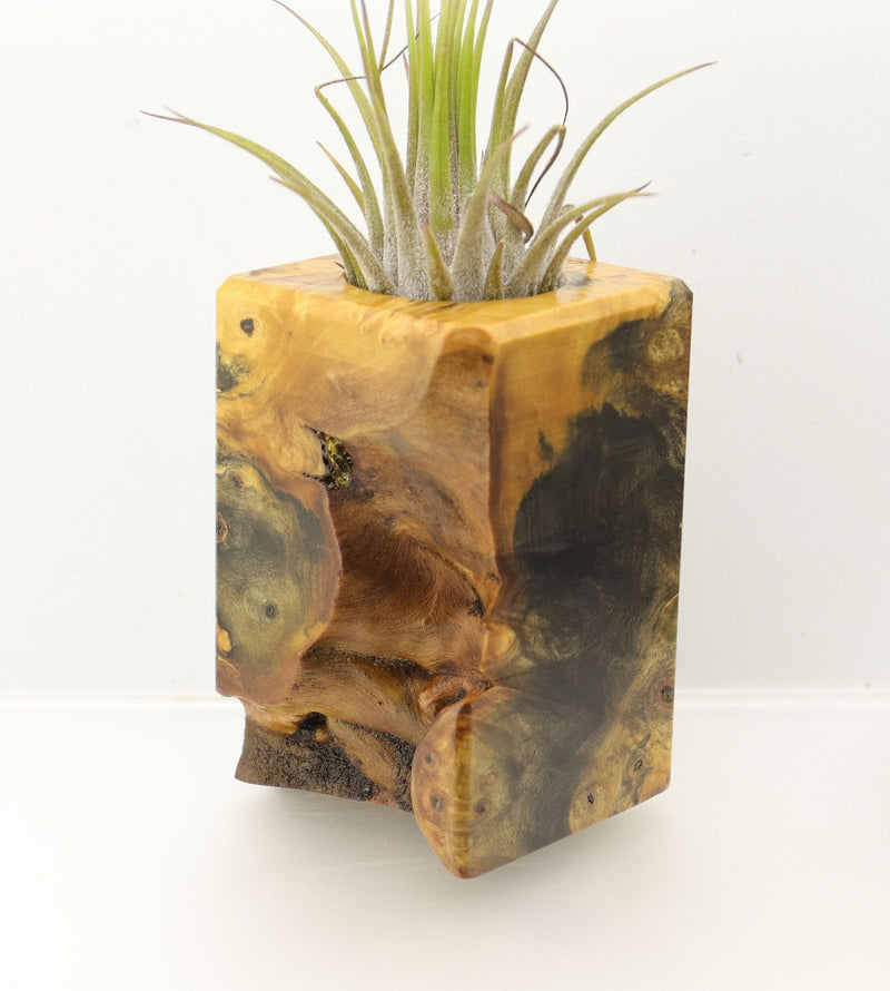 Wood Burl  Air Plant Holder - Jonah (Wood Burl, 698023)