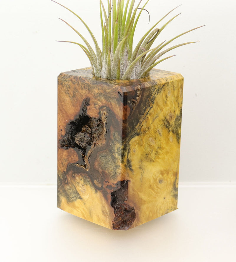 Wood Burl  Air Plant Holder - Lester (Wood Burl, 698024)